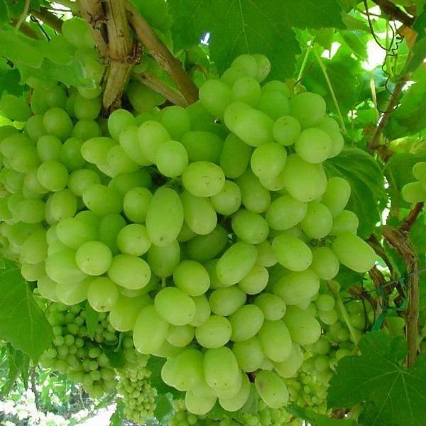 Thompson Live Grape Vine Cuttings - 12 Pack - Vitis vinifera for Home Garden & Vineyard