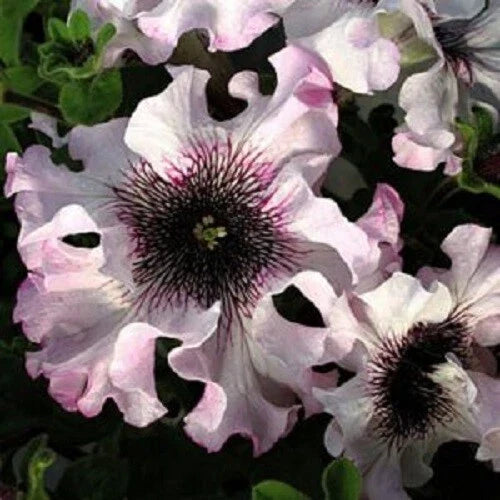 50 Ruffle Pink White Petunia Seeds for Hanging Baskets, Annual Flower Seeds, Petunia x hybrida