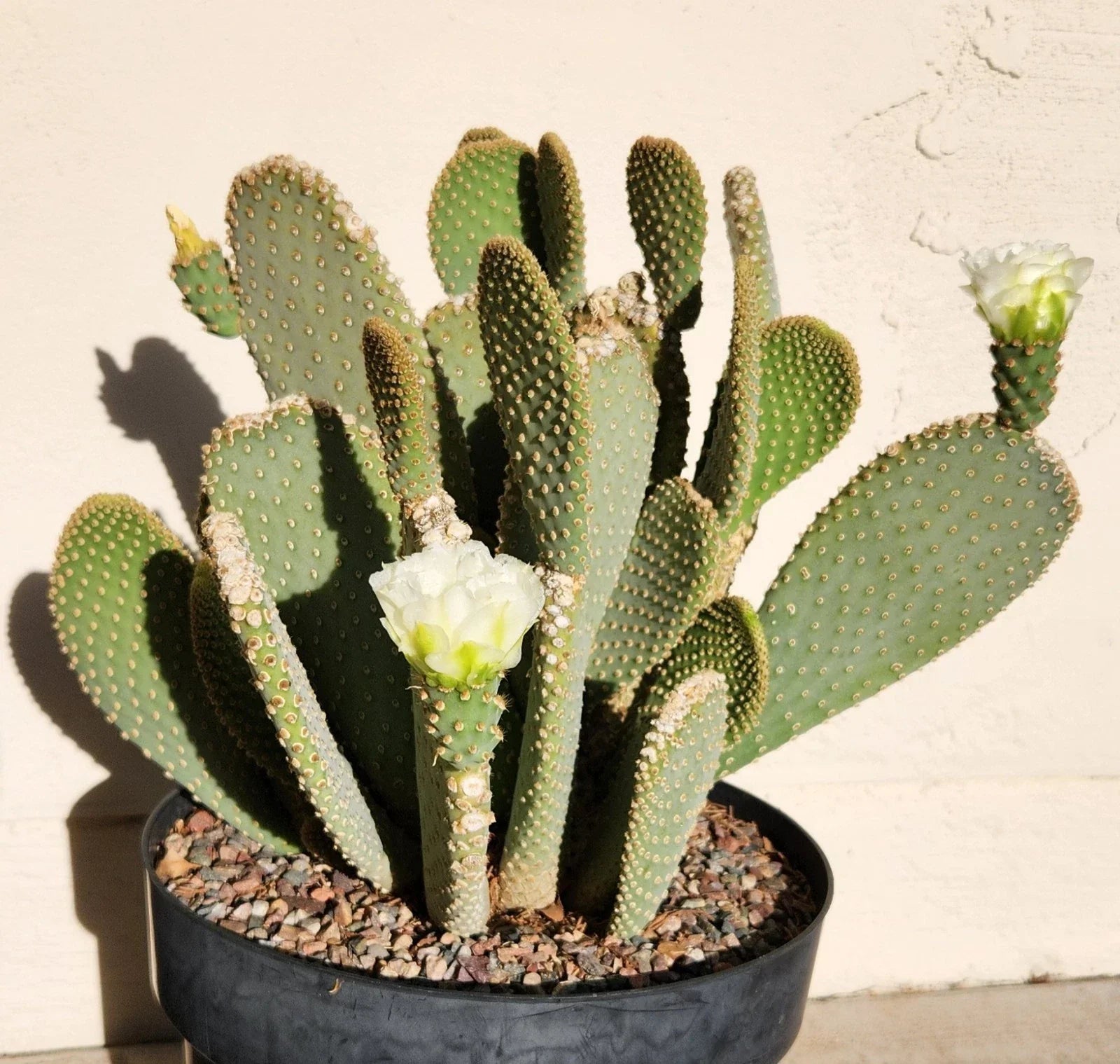 Prickly Pear Cactus Pad Cutting - Opuntia Basilaris White Flower Live Plant for Garden or Indoor Use
