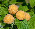 Ever Bearing Raspberry Plant - Fall Gold Variety Potted Rubus idaeus for Sweet Golden Berries