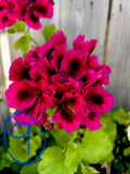 Fresh Geranium Cuttings - Bright Pink & Black Pelargonium x hortorum - Starter Plants for Garden & Container