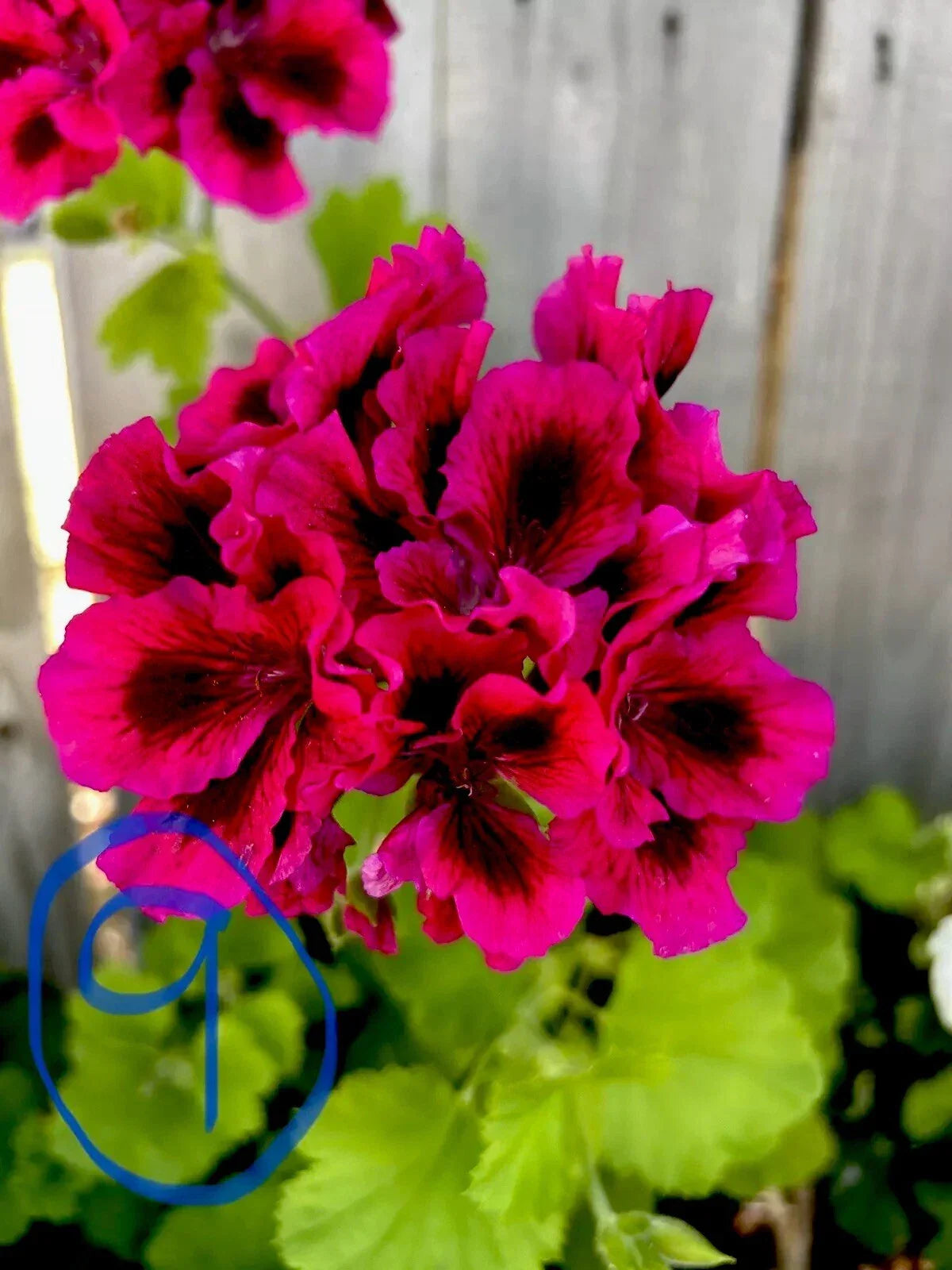 Fresh Geranium Cuttings - Bright Pink & Black Pelargonium x hortorum - Starter Plants for Garden & Container