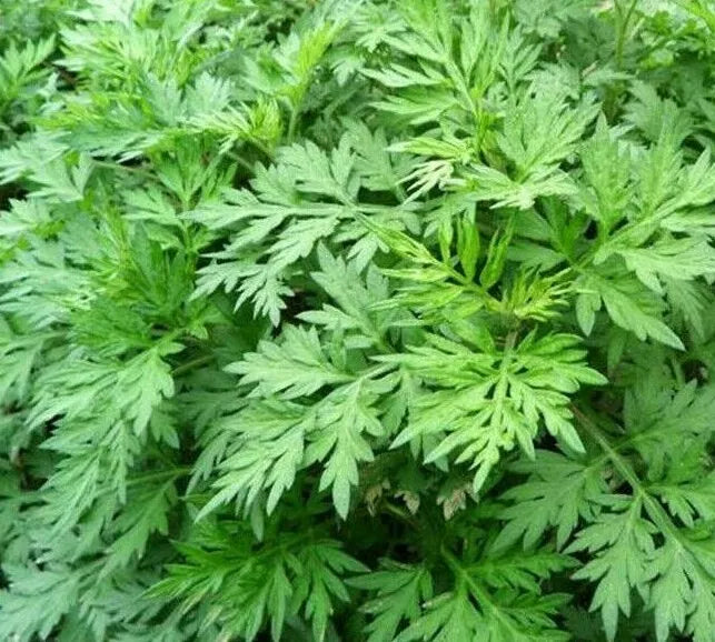 Mugwort Seeds 500+ Perennial Herb Artemisia vulgaris Garden Plants, Easy to Grow, Attracts Pollinators