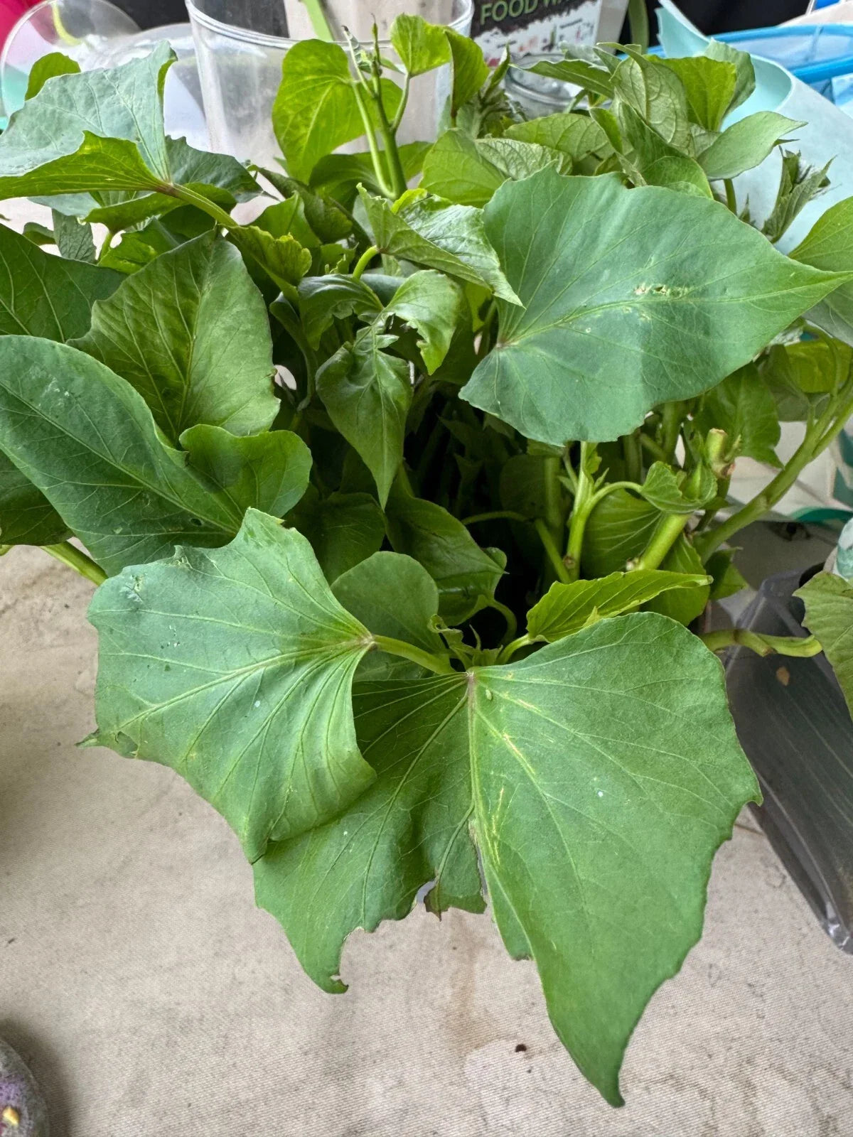 Sweet Potato Slips Bundle – 10 Ipomoea batatas Cuttings for Home Garden & Container Planting