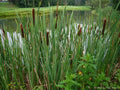 Cattail Seeds Bulk 500 Pack | Typha latifolia for Dried Flower Arrangements & Water Gardens
