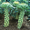Brussels Sprout Seeds - Organic Heirloom Catskill Variety - Non-GMO Vegetable Seeds for Home Garden