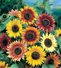 Sunflower Seeds - Autumn Beauty Variety - Helianthus annuus - Multi-Colored Blooms for Planting & Pollinator Attraction