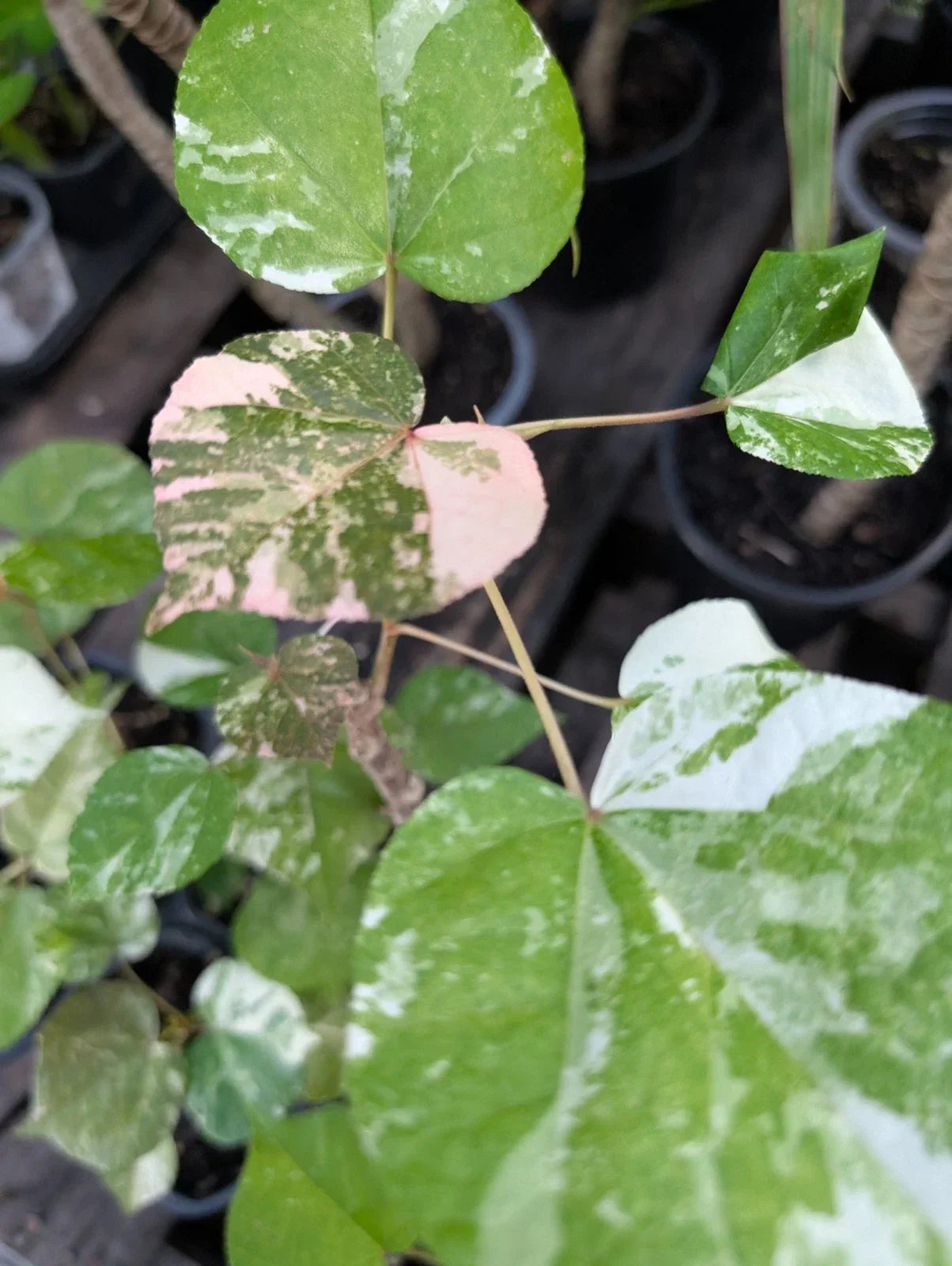 Variegated Mahoe Live Plant in 4" Pot | Hibiscus tiliaceus 'Variegata' Tropical Shrub with Colorful Foliage