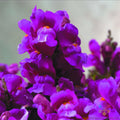 Purple Snapdragon Seeds - 1000+ Count, Antirrhinum majus, Floral Showers Variety, Annual, Vibrant Purple Blooms, Easy to Grow