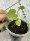 Dutchman's Pipe Plant - Live Seed Grown Aristolochia Tormentosa Climbing Vine for Gardens, Tubular Flowers, Heart-Shaped Foliage