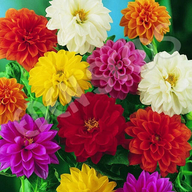 Bedding Dahlia Seeds Non-GMO Unwins Variety for Garden, Vibrant Dahlia pinnata Flower Seeds, Easy to Grow