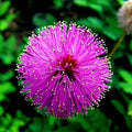 Mimosa Tree Seeds - Albizia julibrissin - Pink Silk Flower - Bonsai Cultivation Pack