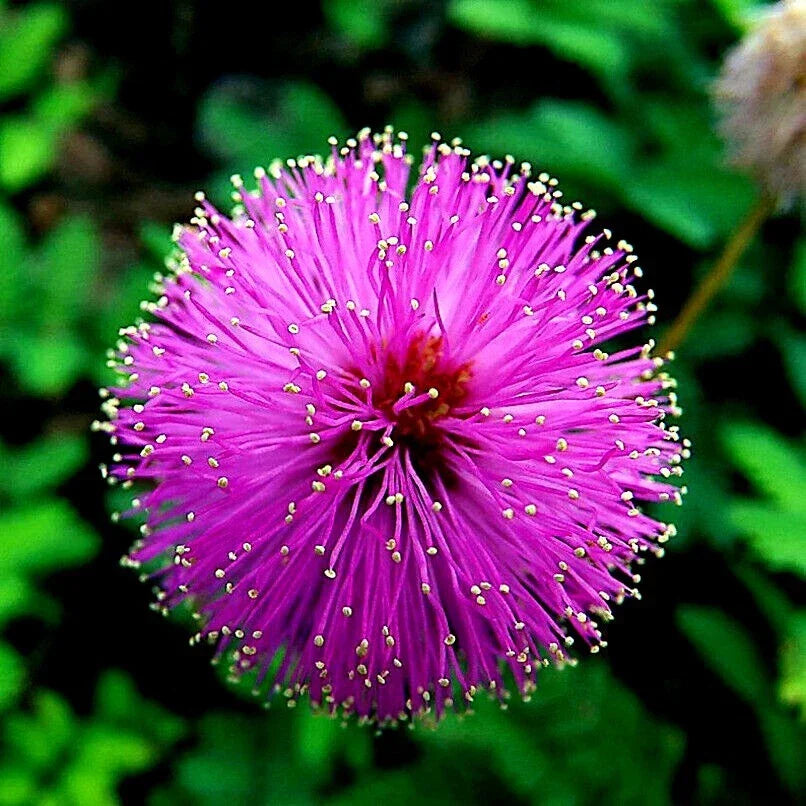 Mimosa Tree Seeds - Albizia julibrissin - Pink Silk Flower - Bonsai Cultivation Pack