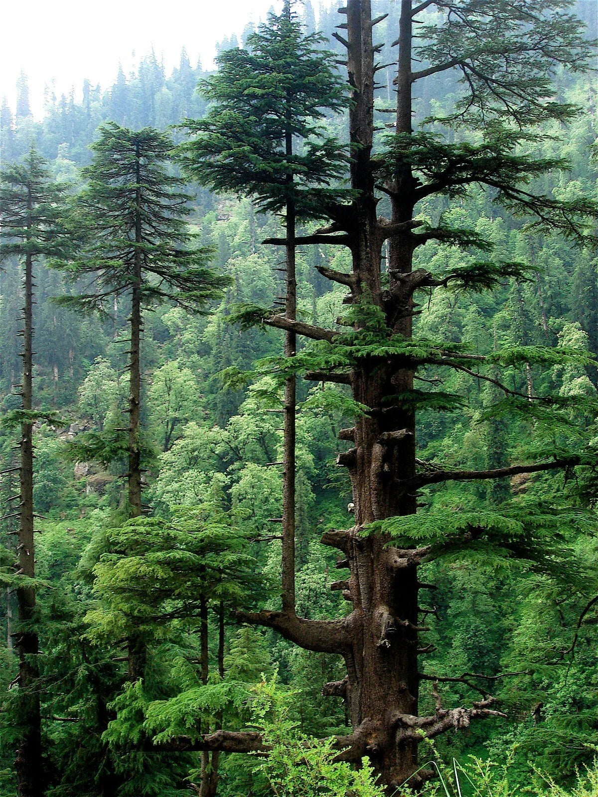 Himalayan Cedar Seeds, Deodar Cedar, Evergreen Tree Seeds, Cedrus deodara, 10 Pack for Planting