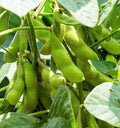 Edamame Soybean Seeds - Triple Play Variety, Non-GMO Glycine max, Full Sun, Bush-Type, 50 Seeds