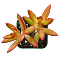 Sedum Adolphii Firestorm Succulent Plant in 2-Inch Pot, Indoor Drought-Tolerant Houseplant, Easy Care, Vibrant Foliage