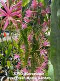 Epiphyllum Orchid Cactus Marzsonne - Rooted 4” Starter Pot Indoor Plant
