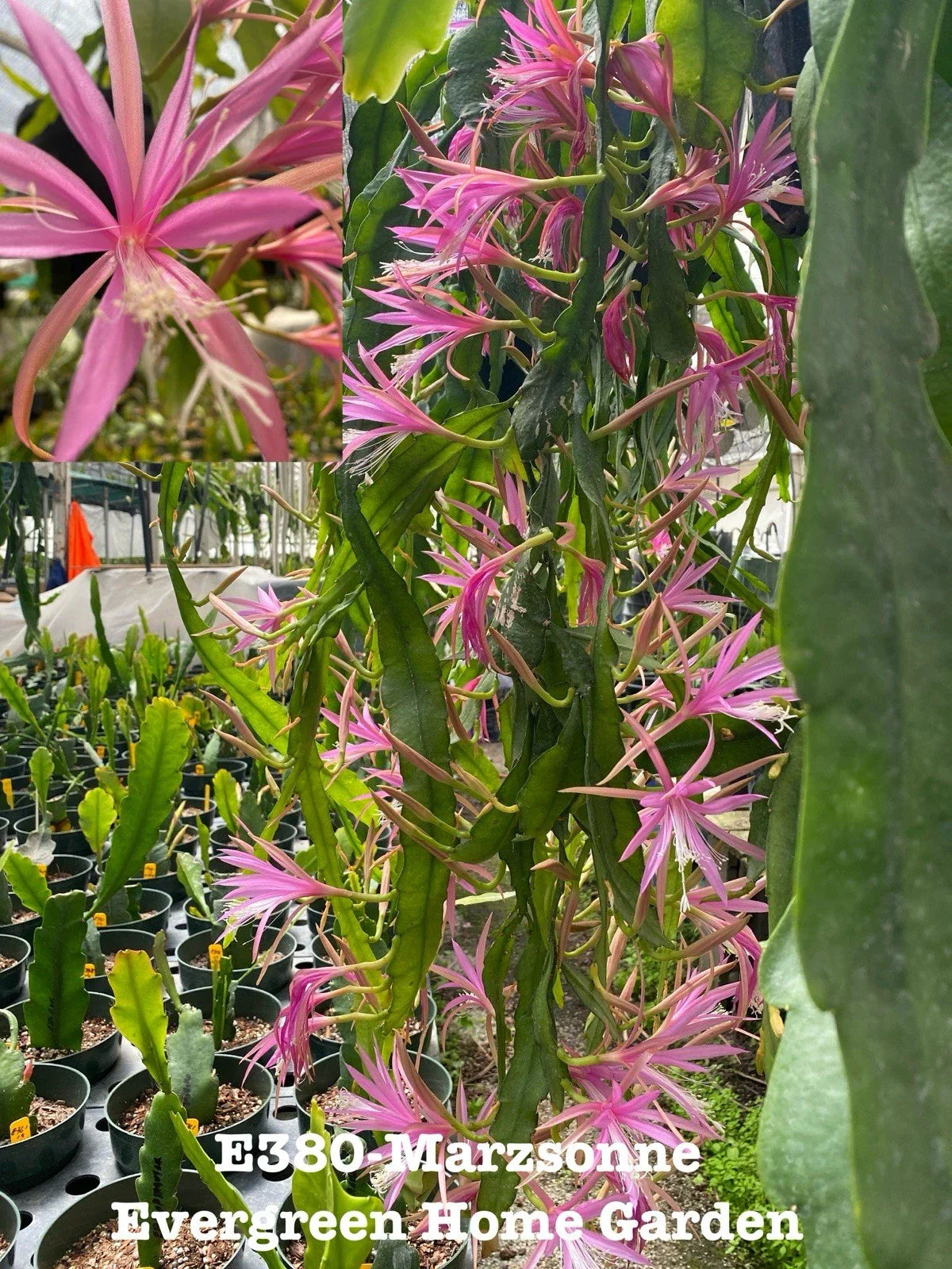 Epiphyllum Orchid Cactus Marzsonne - Rooted 4” Starter Pot Indoor Plant