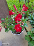 Red Adenium Obesum Double Desert Rose Bonsai Tree, Succulent Indoor Plant, 5-inch Pot, Adenium obesum