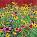 Pollinator Wildflower Seeds Mix 2001+ | 17 Native Annual & Perennial Flowers for Bees & Butterflies