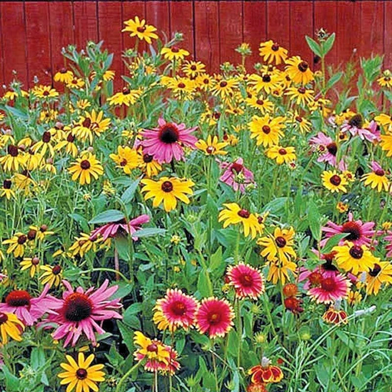 Pollinator Wildflower Seeds Mix 2001+ | 17 Native Annual & Perennial Flowers for Bees & Butterflies
