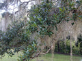 Rooted Live Oak Tree 12"-18" | TX Florida Variety | Quercus virginiana | 2 Plants