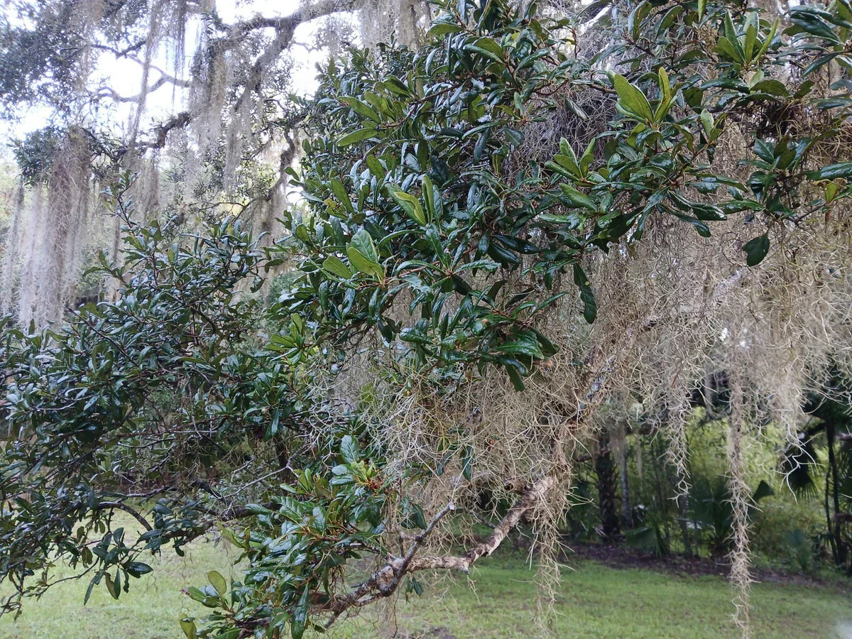 Rooted Live Oak Tree 12"-18" | TX Florida Variety | Quercus virginiana | 2 Plants