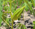 Beck's Big Buck Okra Seeds | Heirloom Abelmoschus esculentus | 15 Seeds for Bountiful Garden Harvest