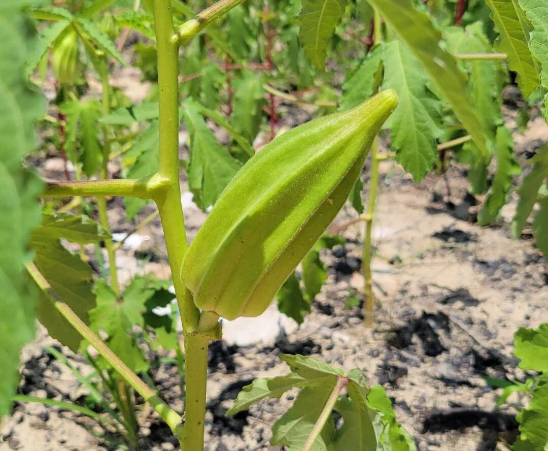 Beck's Big Buck Okra Seeds | Heirloom Abelmoschus esculentus | 15 Seeds for Bountiful Garden Harvest