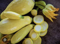Straightneck Summer Squash Seeds - Non-GMO, Open Pollinated, Cucurbita pepo, Early Prolific Variety, 35 Seeds