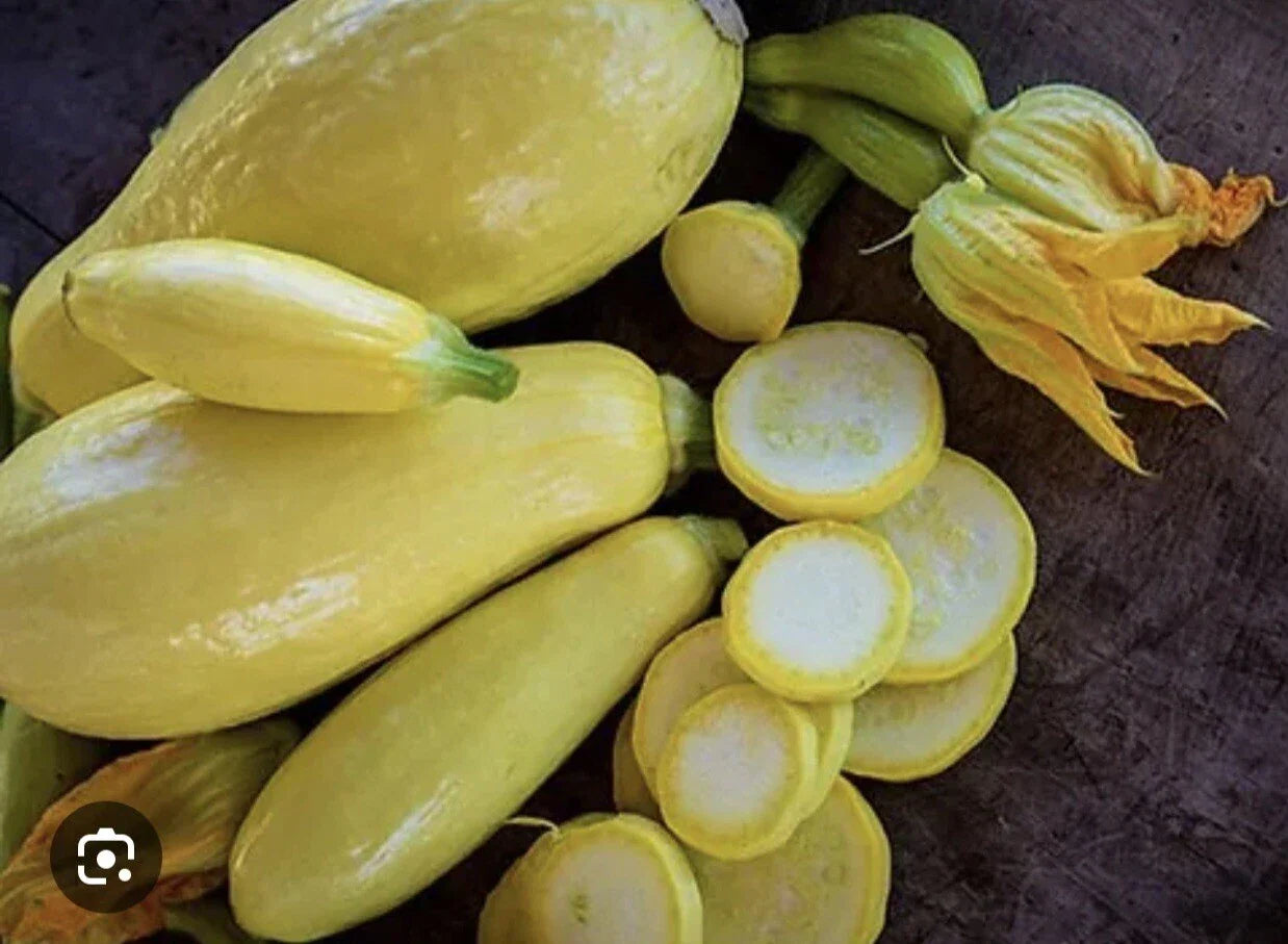 Straightneck Summer Squash Seeds - Non-GMO, Open Pollinated, Cucurbita pepo, Early Prolific Variety, 35 Seeds