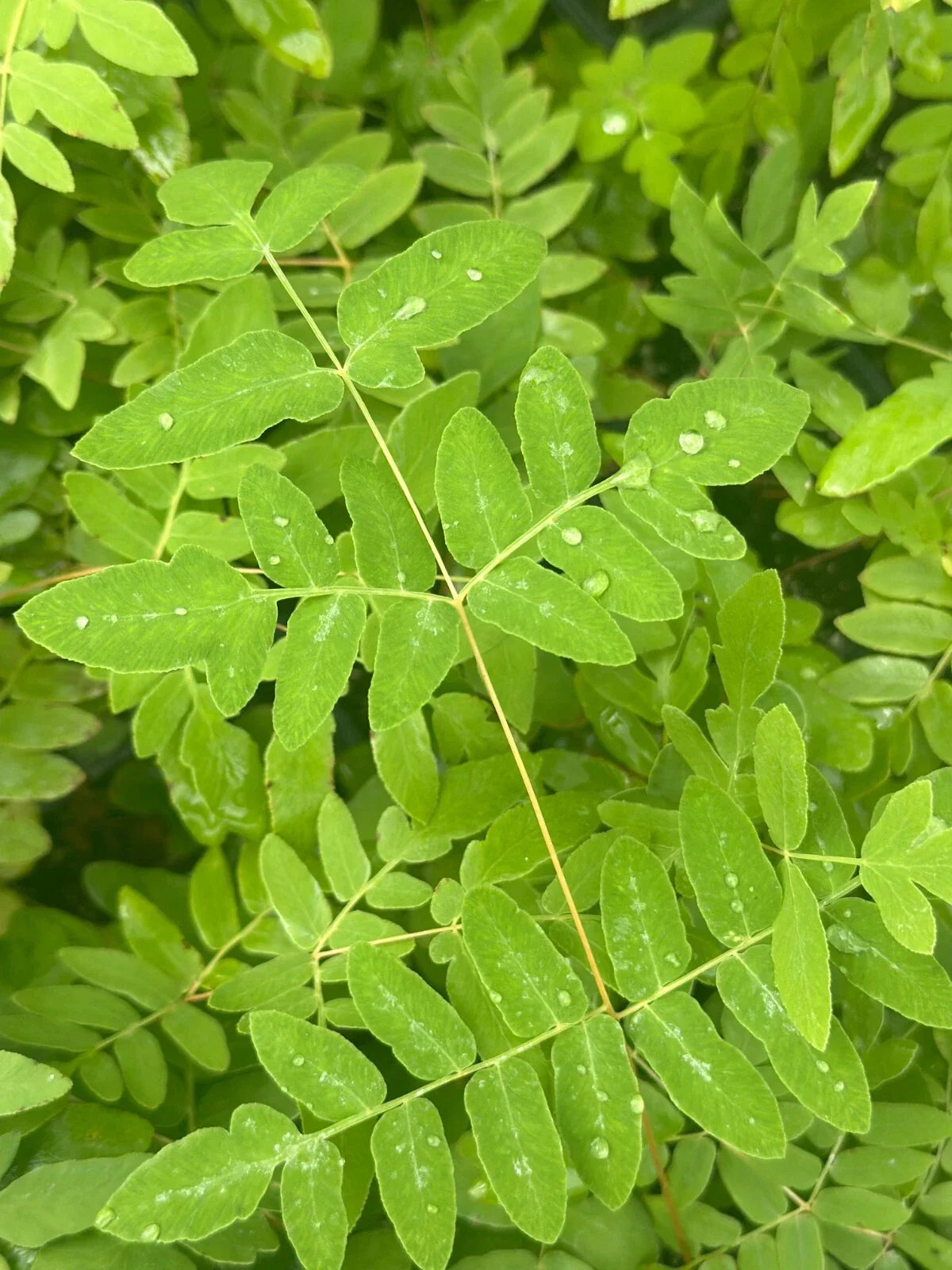 Bare-root Royal Fern Plant Osmunda regalis, Hardy Perennial with Lush Green Foliage for Shade Gardens
