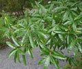 Willow Oak Tree Seeds - 10 Pack - Quercus phellos - Native Oak Variety for Landscaping and Wildlife Habitat
