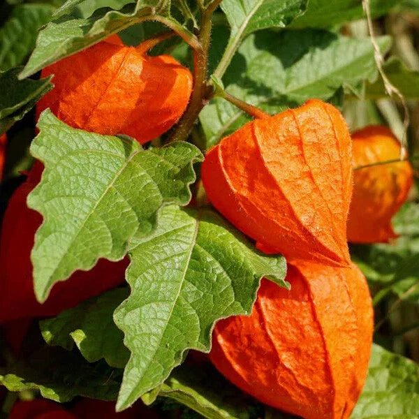 Chinese Lantern Seeds - Heirloom Physalis Franchetti, Non-GMO, 100+ Seeds for Vibrant Ornamental and Edible Fruits