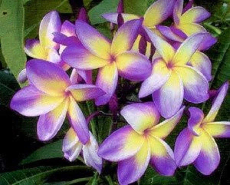 Plumeria Seeds - 5 Yellow Purple Flower Seeds - Tropical Perennial Plant - Plumeria rubra for Garden, Pot, or Houseplant