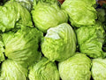 Iceberg Lettuce Seeds - Non-GMO Vegetable Seeds for Home Garden, Lactuca sativa, Compact Head-Forming, Salad & Wraps