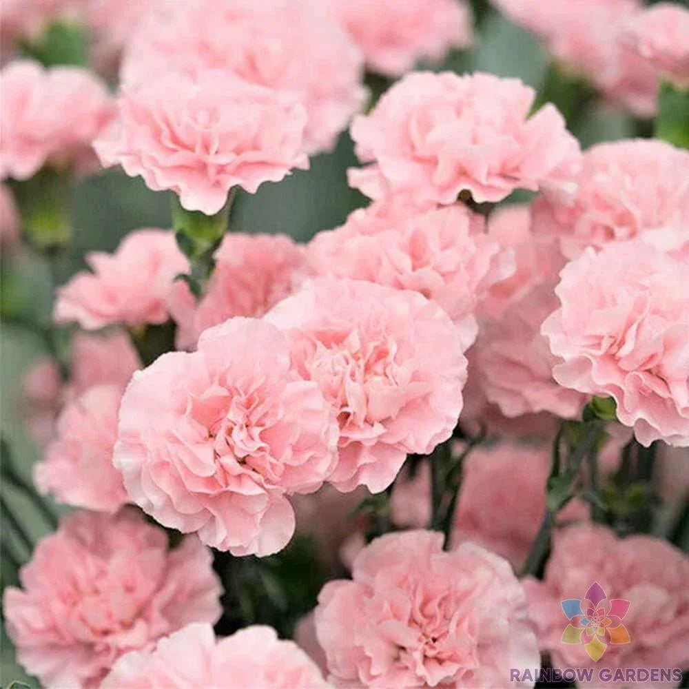 Freyn's Pink Carnation Seeds - 200+ Pack, Dianthus caryophyllus, Perennial Garden Planting, Pink Blooms, Easy to Grow