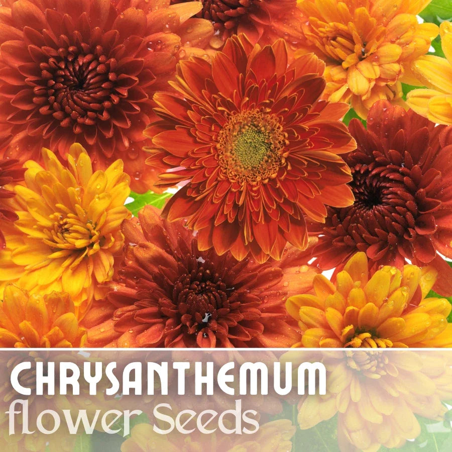 Chrysanthemum Seeds - Golden Bouquet Mix - 200+ Flower Seeds - Mum Variety - Perfect for Garden Planting