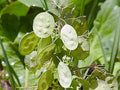 Lunaria Money Plant Seeds - 25 Fresh Lunaria annua Seeds for Garden or Indoor Growing - Silver Dollar Plant Seed Pack