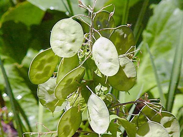 Lunaria Money Plant Seeds - 25 Fresh Lunaria annua Seeds for Garden or Indoor Growing - Silver Dollar Plant Seed Pack