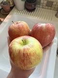 Organic Envy Apple Seeds - 5 Pack, Non-GMO Fruit Tree for Home Garden, Sweet Edible Apple, Malus domestica, Easy to Grow