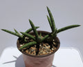 Sansevieria Cylindrica Variegated Live Succulent Plant - Indoor Houseplant, Rooted, Drought-Resistant, Air-Purifying