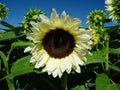 Sunflower Seeds - Pro Cut White Nite - White-Petaled Helianthus annuus - Easy to Grow, Cut Flowers, Pollinator Attractant