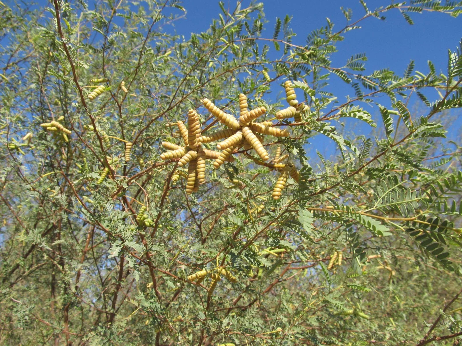 Screw Bean Mesquite Tree Seeds - 10 Seed Pods - Drought-Tolerant Native Plant - Prosopis Pubescens for Landscaping and Xeriscaping
