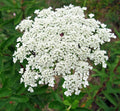 Bishops Flower Seeds, 500+ Non-GMO False Queen Anne's Lace, Ammi majus, Garden Wildflower Seeds, Drought Tolerant, Attracts Pollinators