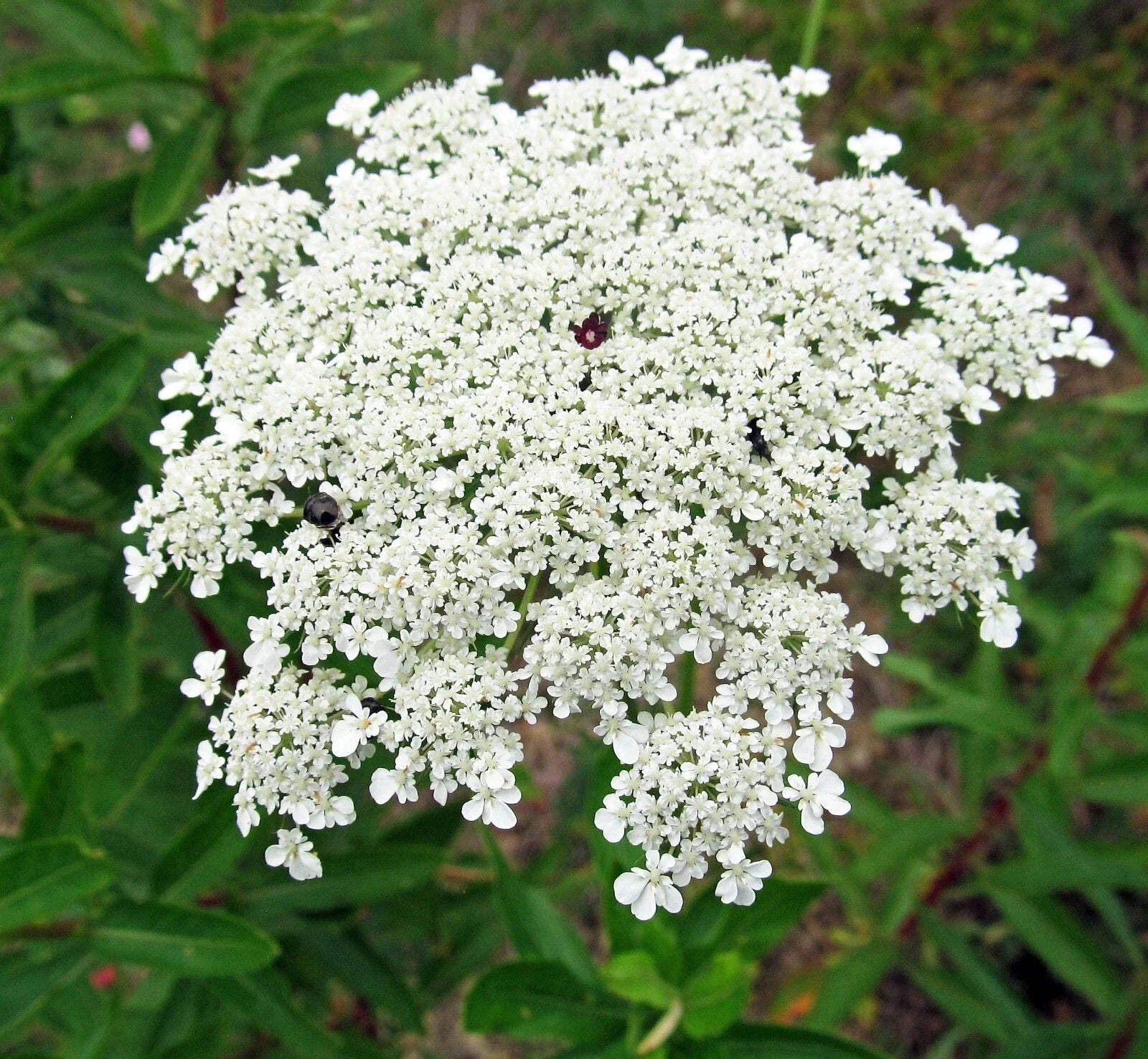 Bishops Flower Seeds, 500+ Non-GMO False Queen Anne's Lace, Ammi majus, Garden Wildflower Seeds, Drought Tolerant, Attracts Pollinators