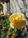 St. Patrick Rose Cuttings 4 Pack - Green Foliage, Fragrant Yellow Blooms, Rosa 'St. Patrick' for Garden, Container, Landscape