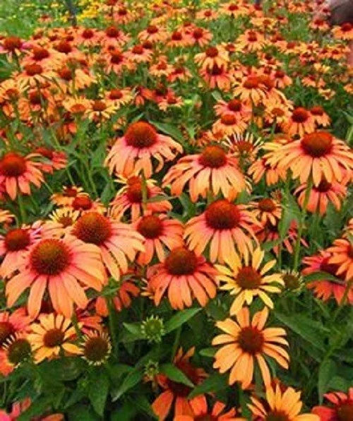 Orange Passion Coneflower Seeds - Echinacea purpurea Perennial Flowers, Drought-Tolerant, Butterfly & Bee Attracting, 50 Seeds