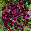 Royal Maroon Sweet Pea Seeds - 50+ Pack for Garden Planting, Lathyrus odoratus, Climbing Vine, Deep Maroon Flowers