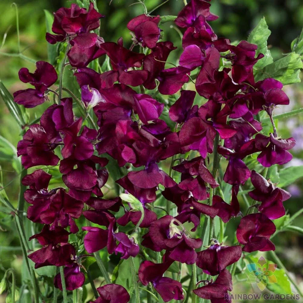 Royal Maroon Sweet Pea Seeds - 50+ Pack for Garden Planting, Lathyrus odoratus, Climbing Vine, Deep Maroon Flowers